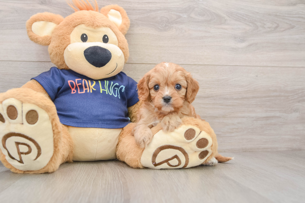Smart Cavapoo Poodle Mix Pup