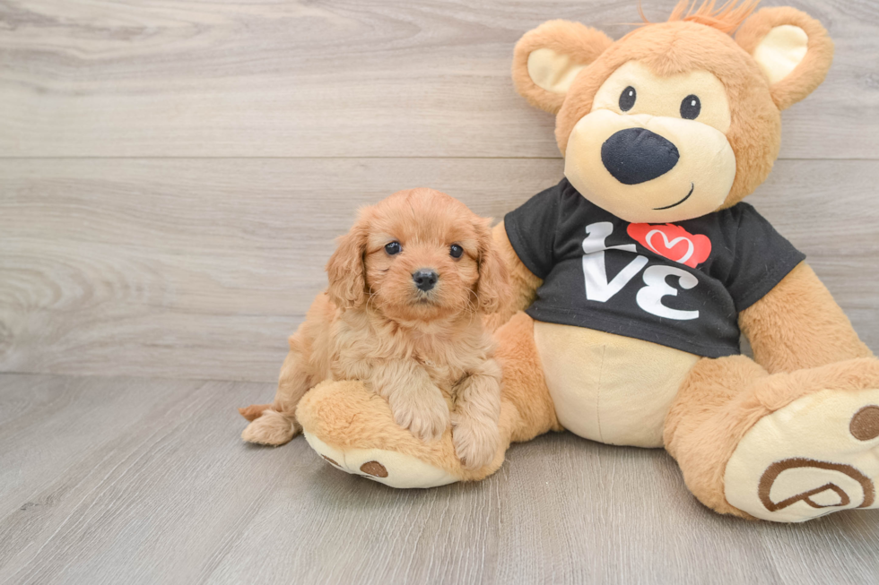 Cavapoo Pup Being Cute