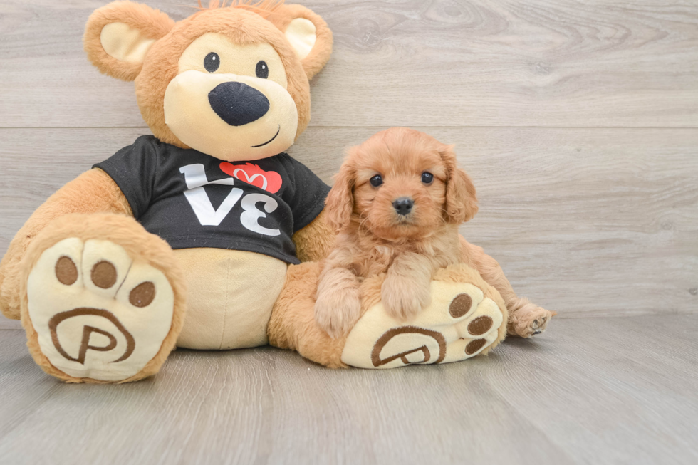 Fluffy Cavapoo Poodle Mix Pup