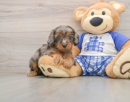8 week old Cavapoo Puppy For Sale - Premier Pups