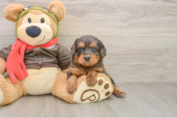 Cavapoo Puppy for Adoption