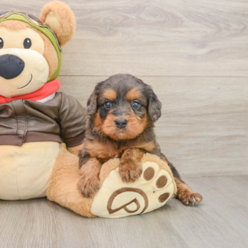 Cavapoo Puppy for Adoption