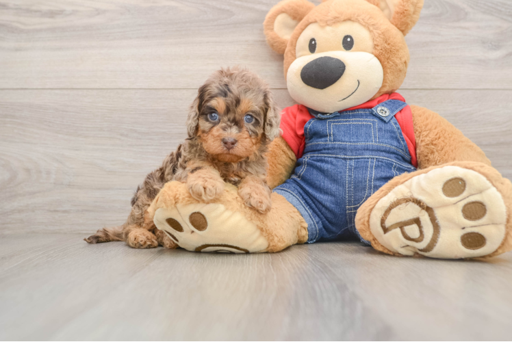 Happy Cavapoo Baby
