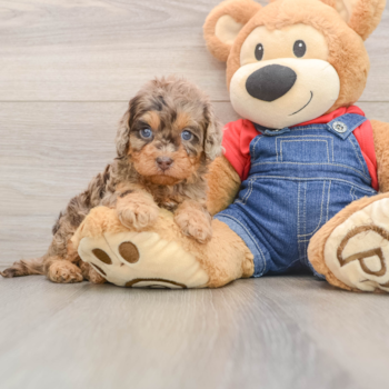 Happy Cavapoo Baby