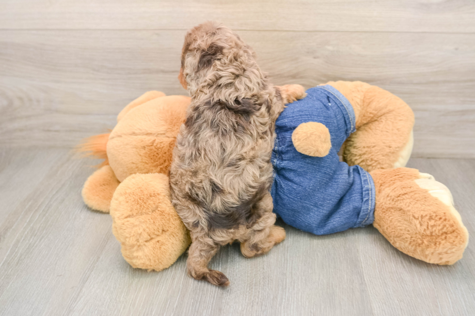 Cavapoo Pup Being Cute