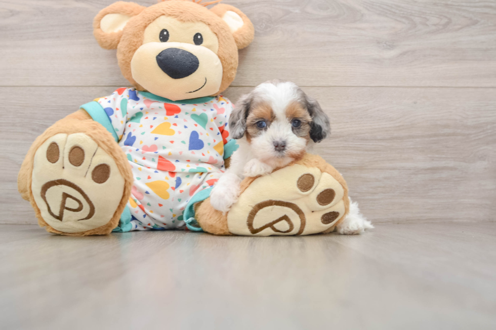 Happy Cavapoo Baby