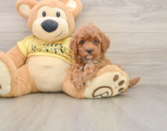 7 week old Cavapoo Puppy For Sale - Premier Pups