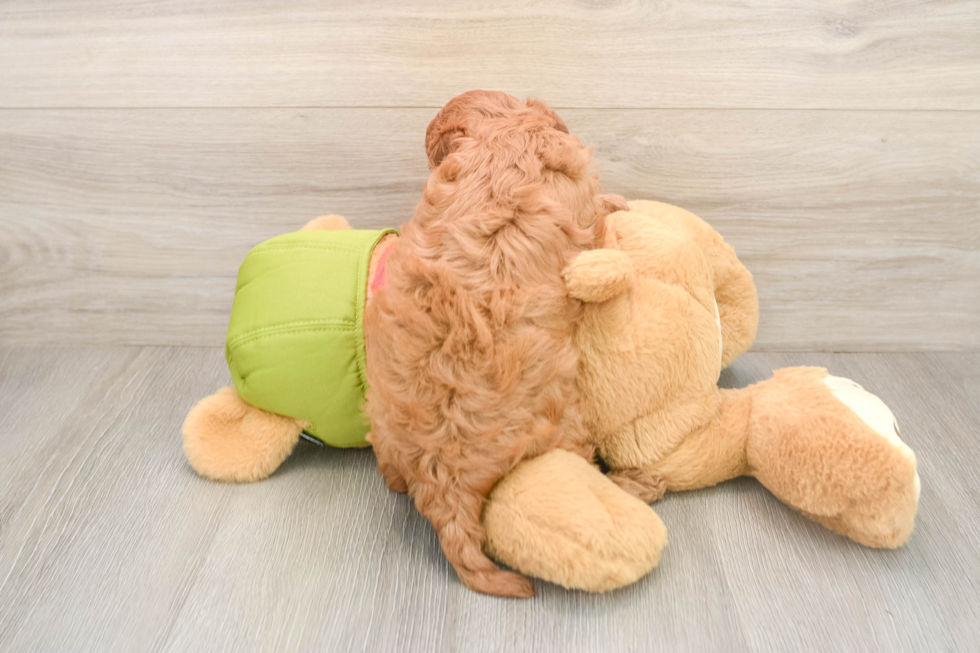 Best Cavapoo Baby
