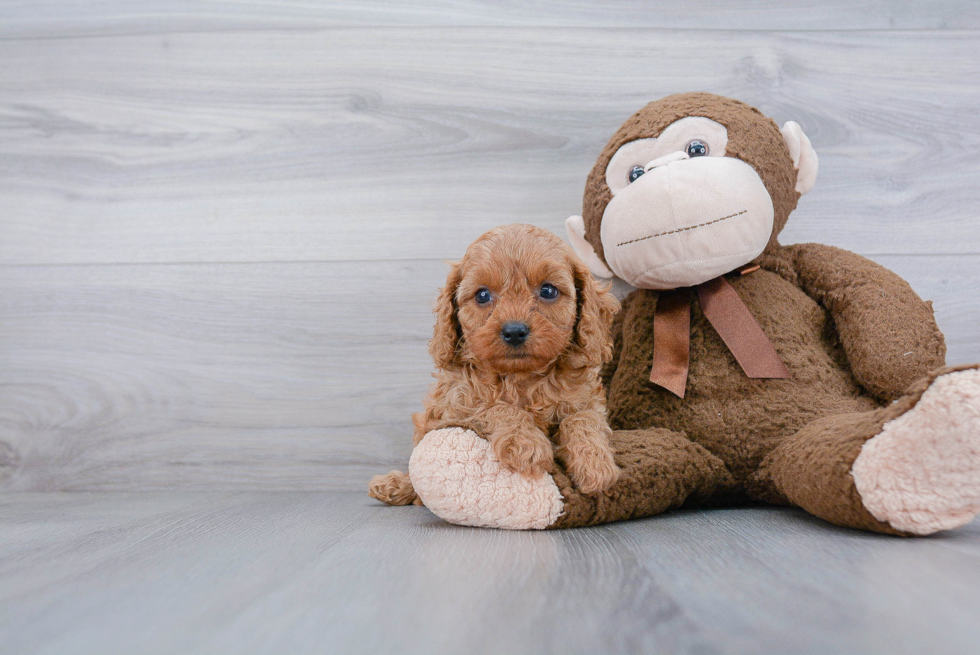 Cavapoo Pup Being Cute