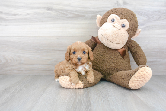 Cavapoo Pup Being Cute