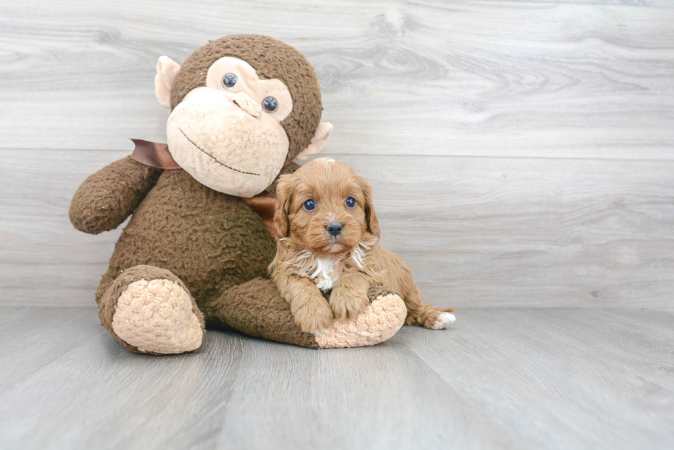 Popular Cavapoo Poodle Mix Pup