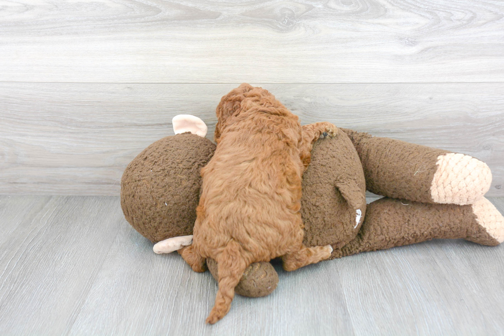 Smart Cavapoo Poodle Mix Pup