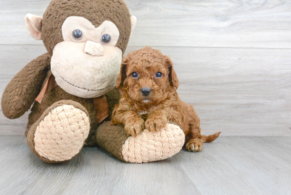 Cavapoo Pup Being Cute