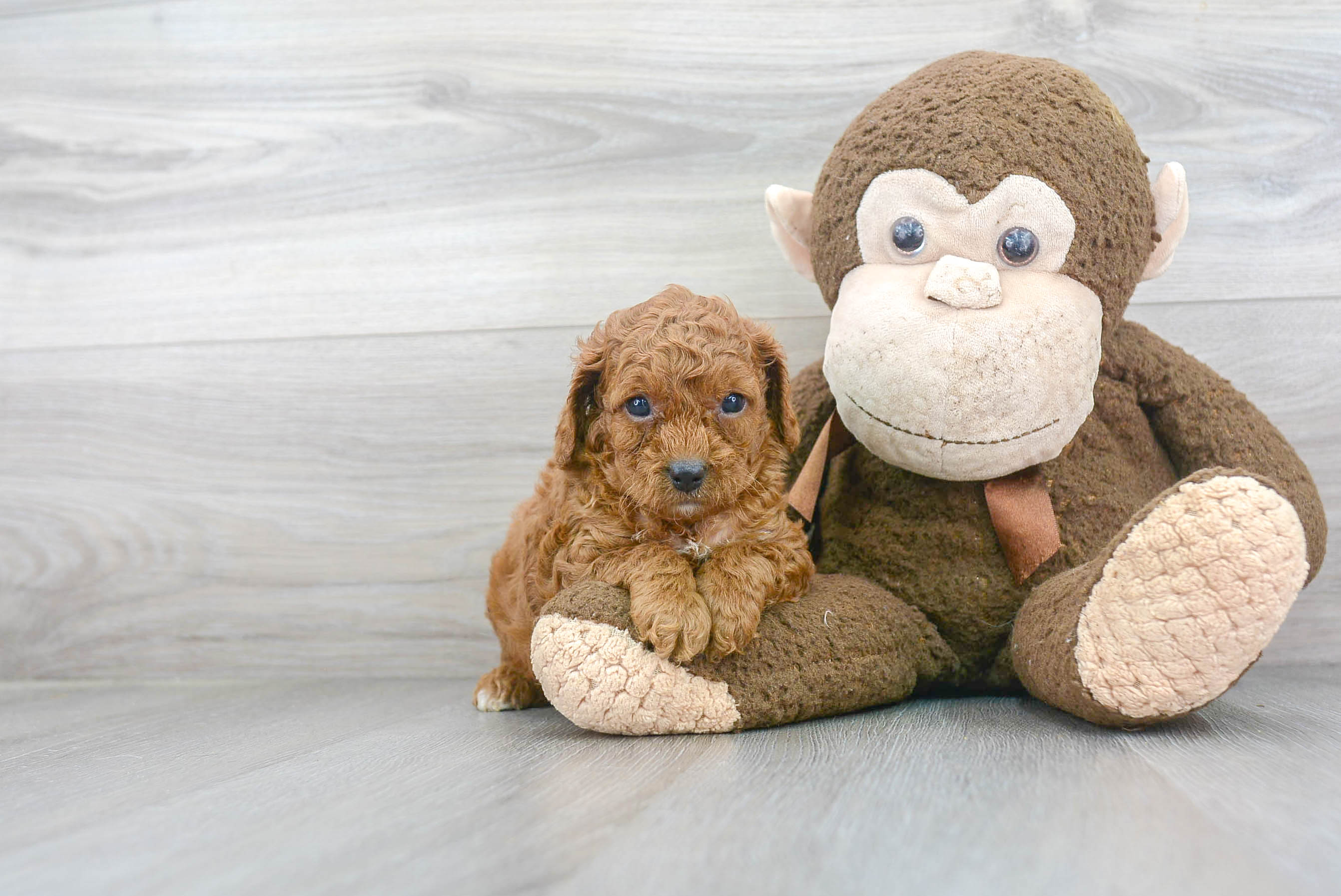 Adorable Cavoodle Poodle Mix Puppy
