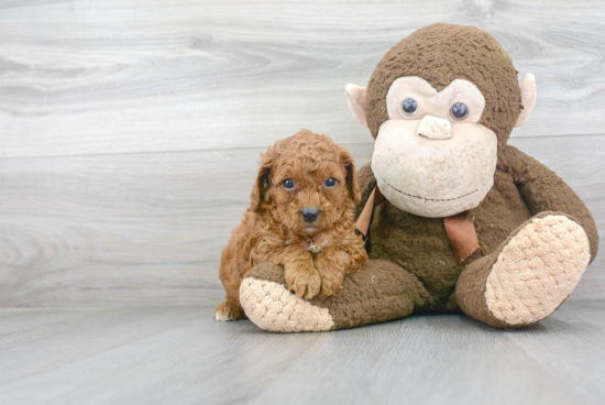 Adorable Cavoodle Poodle Mix Puppy