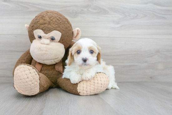 Cavapoo Puppy for Adoption