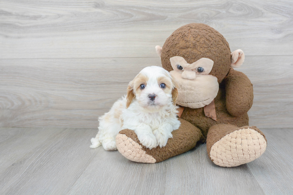 Best Cavapoo Baby