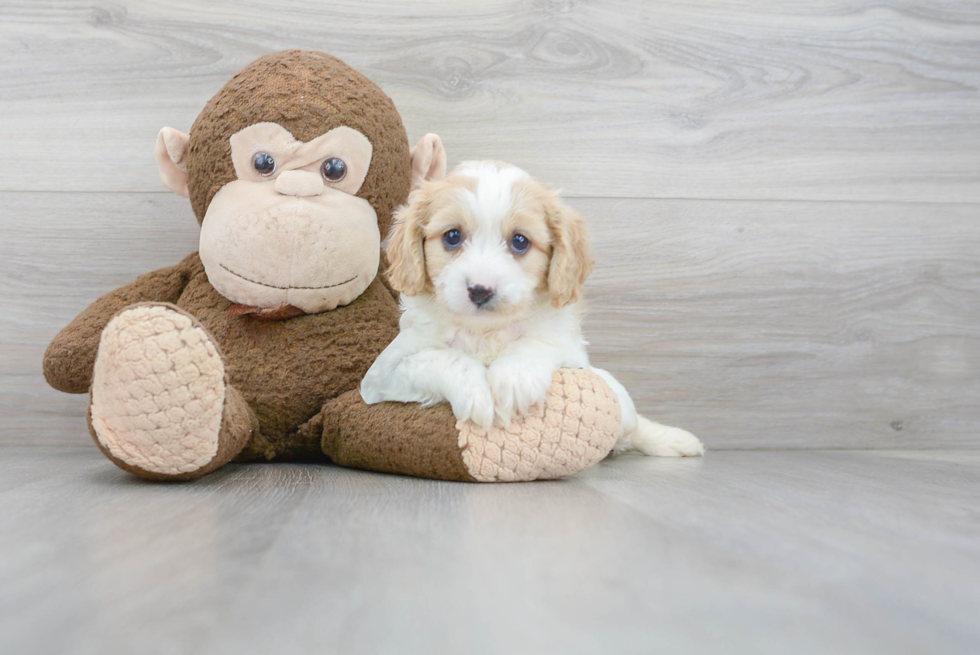 Best Cavapoo Baby