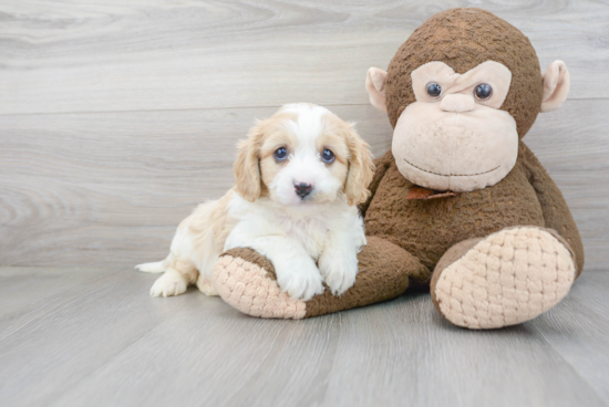 Best Cavapoo Baby