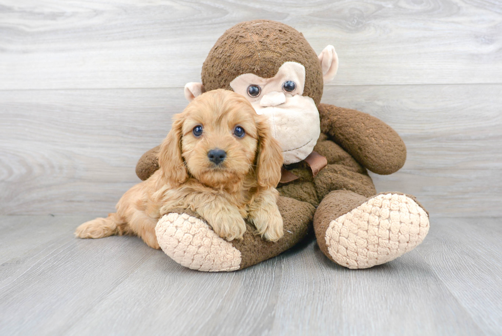 Cavapoo Pup Being Cute