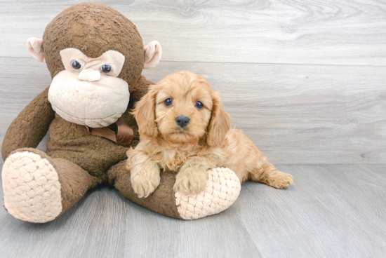 Cavapoo Pup Being Cute