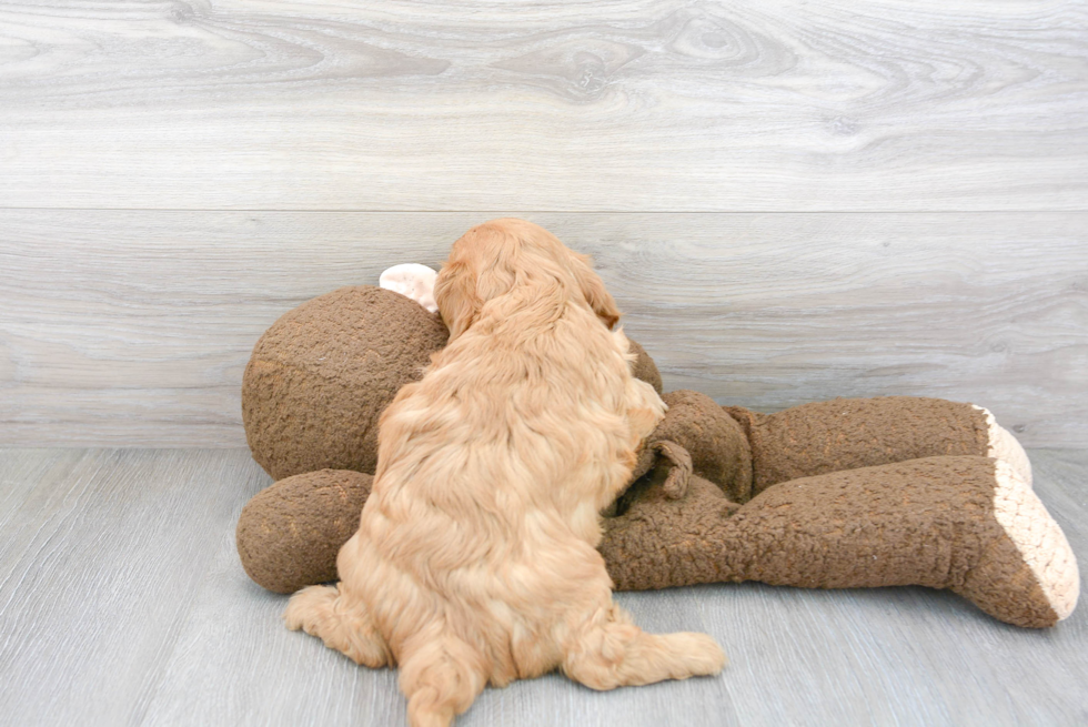 Cavapoo Pup Being Cute