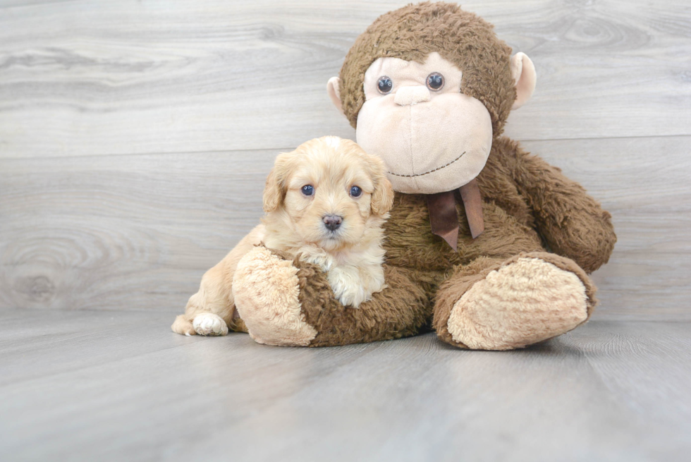 Popular Cavapoo Poodle Mix Pup