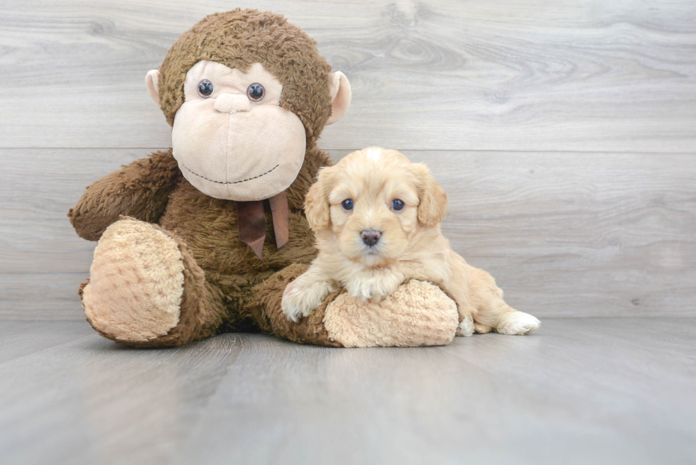 Fluffy Cavapoo Poodle Mix Pup