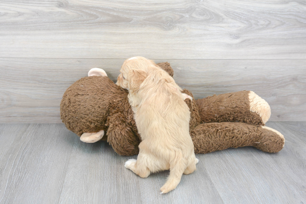 Cavapoo Pup Being Cute