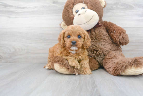 Petite Cavapoo Poodle Mix Pup