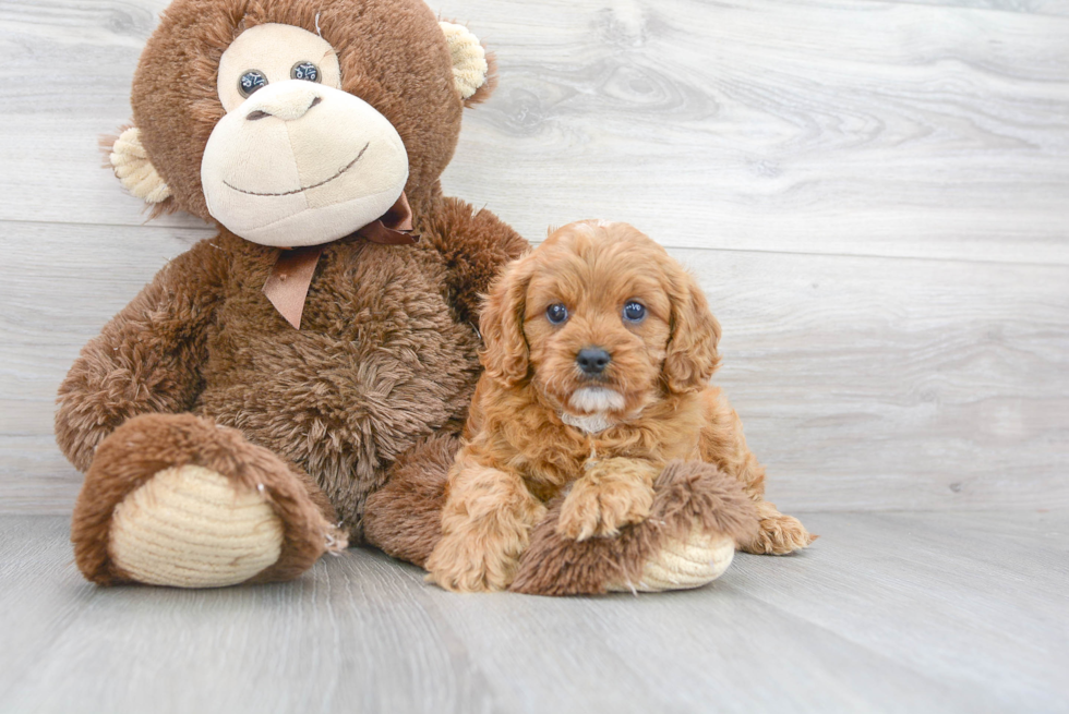 Best Cavapoo Baby