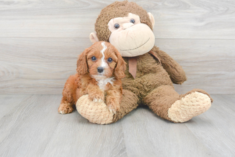 Hypoallergenic Cavoodle Poodle Mix Puppy