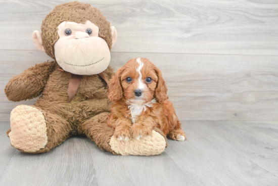 Best Cavapoo Baby