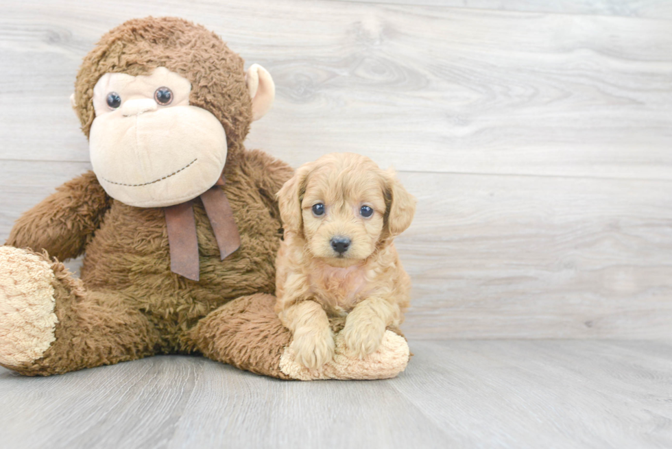 Cavapoo Puppy for Adoption