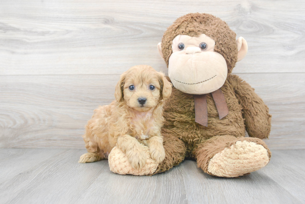 Best Cavapoo Baby