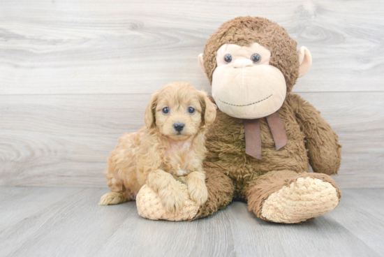 Best Cavapoo Baby