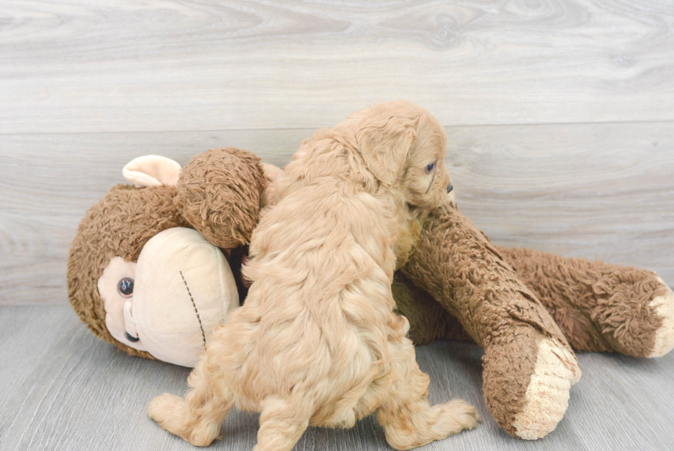 Cavapoo Pup Being Cute