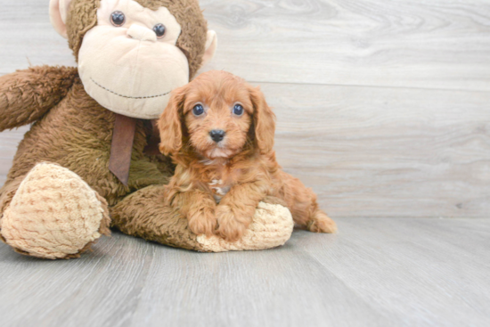 Playful Cavoodle Poodle Mix Puppy