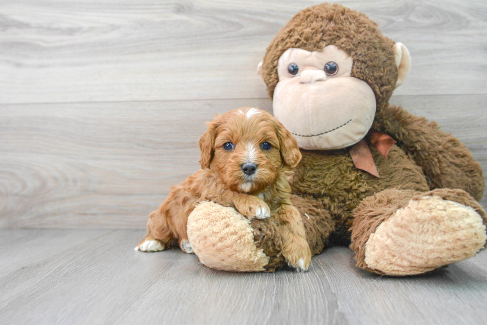 Fluffy Cavapoo Poodle Mix Pup