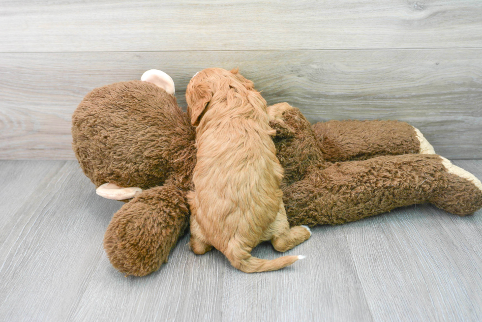 Popular Cavapoo Poodle Mix Pup