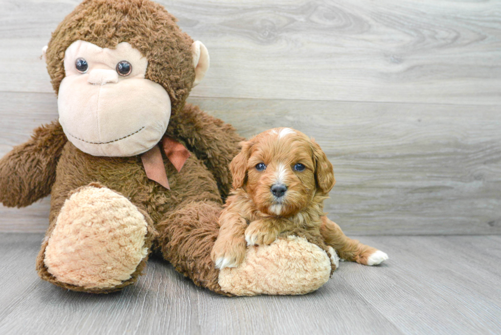 Cute Cavapoo Baby