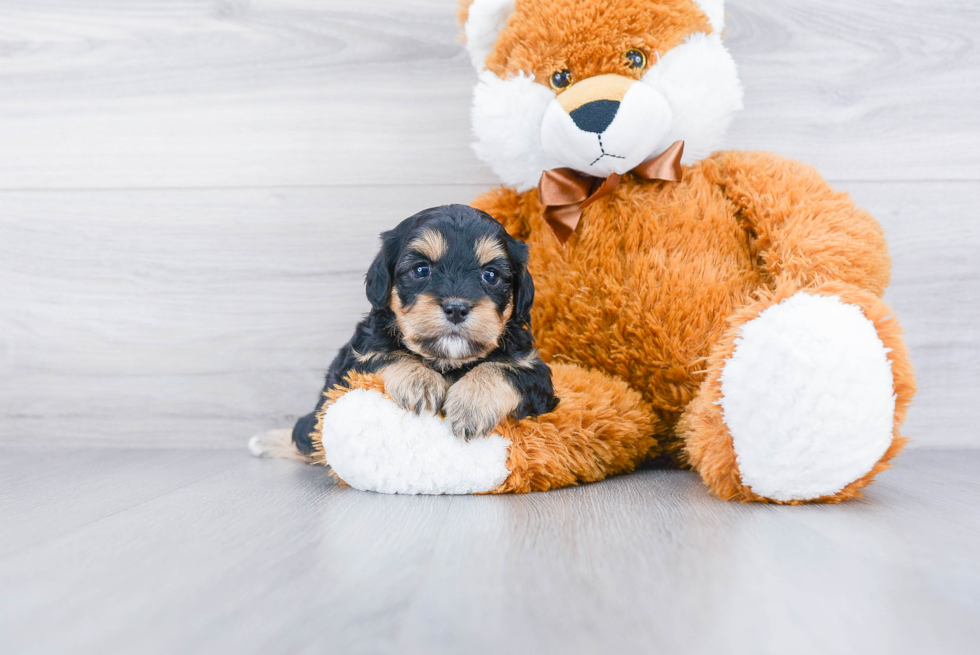 Smart Cavapoo Poodle Mix Pup