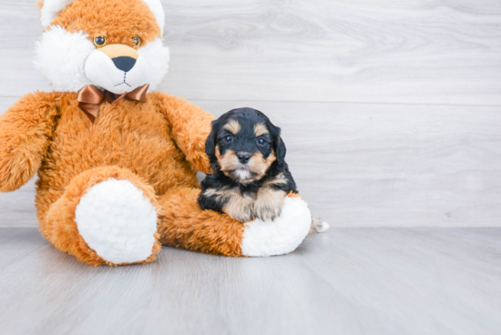 Smart Cavapoo Poodle Mix Pup