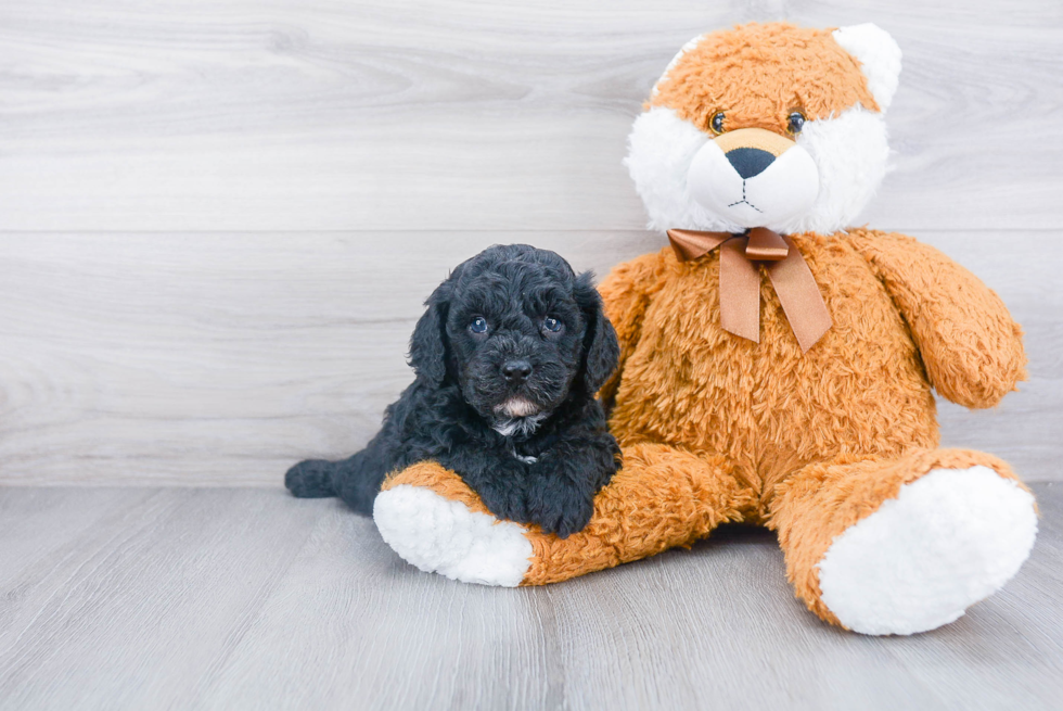 Best Cavapoo Baby