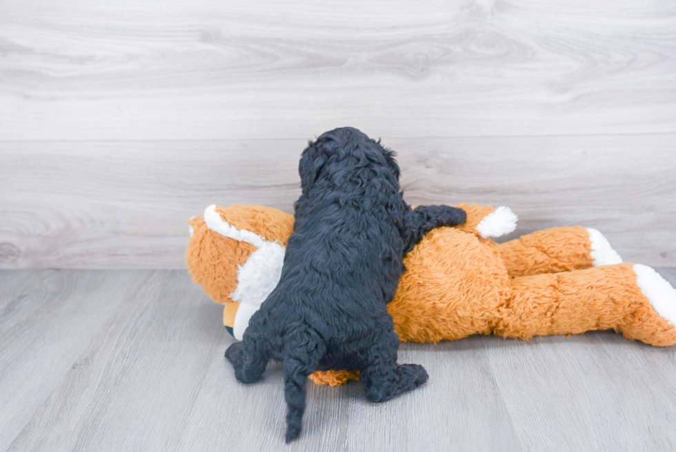 Happy Cavapoo Baby