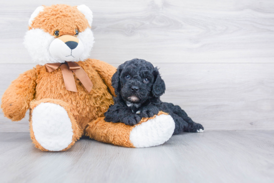 Cavapoo Pup Being Cute