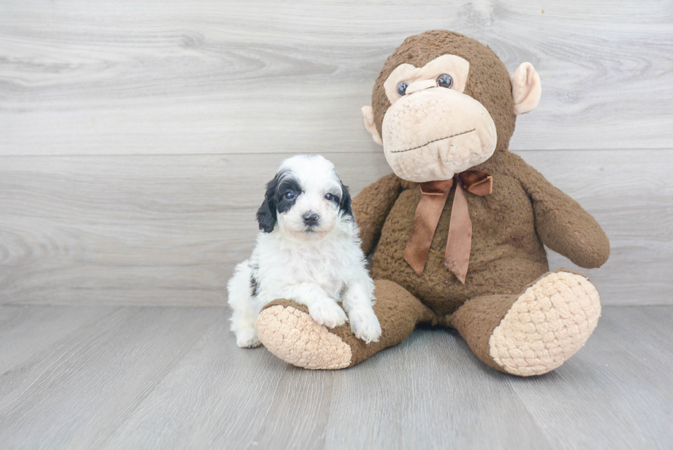 Best Cavapoo Baby