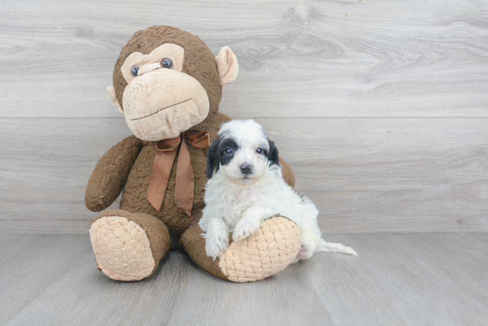 Friendly Cavapoo Baby