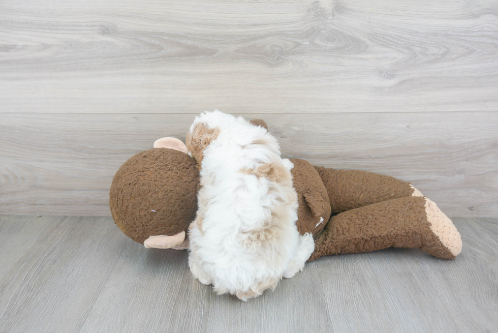 Funny Cavapoo Poodle Mix Pup