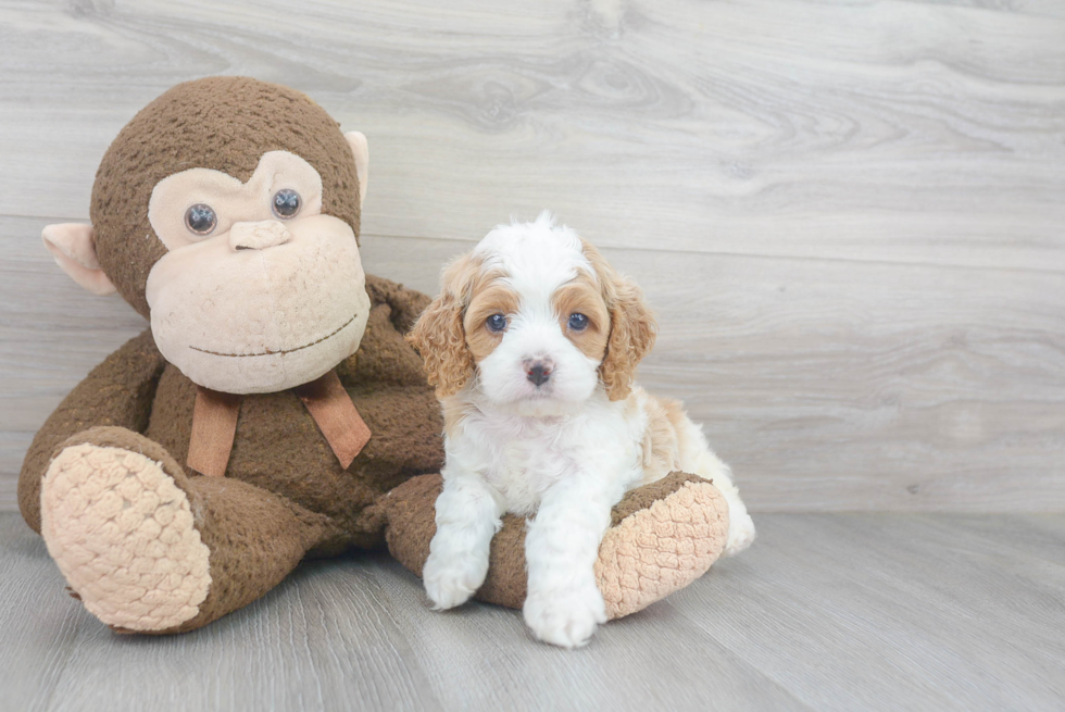 Best Cavapoo Baby